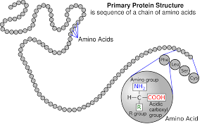 amino acids chain