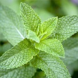 mint leaf image