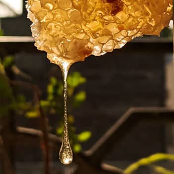 honeycomb dripping