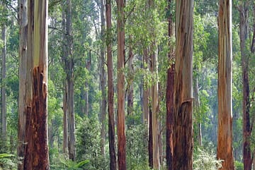 tencel is made from eucalyptus trees