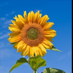 sunflower thumb