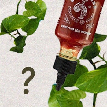 Sriracha Behind Leaves with a question mark