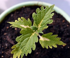 coleus plant