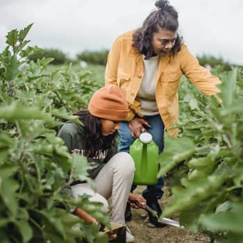 women harvesting crops