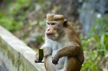 monkey eating watermelon