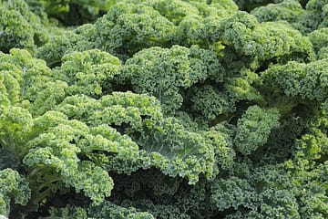 vegan kale