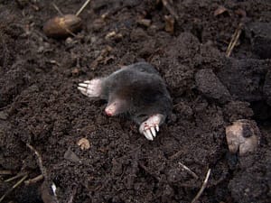 mole-nature-animals-molehills-88512