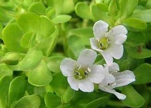 Bacopa Leaf Extract