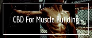 CBD for muscle building featured image