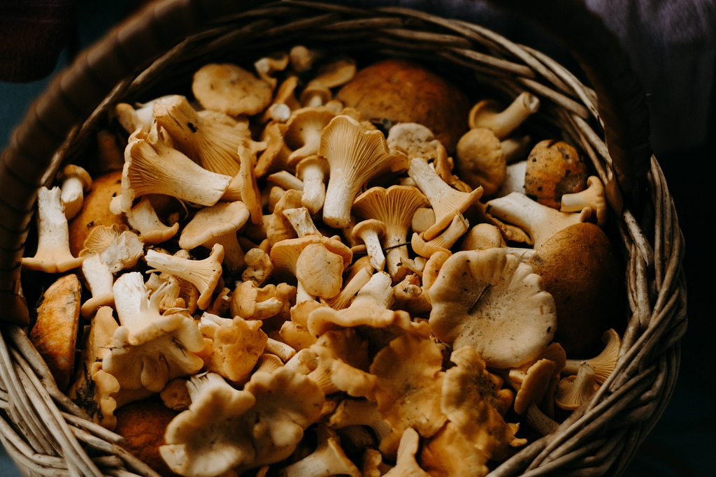 6 Reasons Why You Might Want to Supplement with Mushroom Extracts