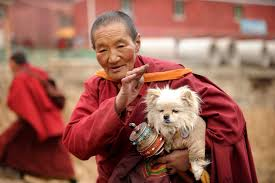 buddhist nun with dog