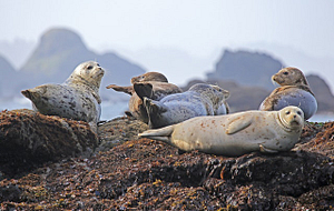 seals-resting-rock-ocean