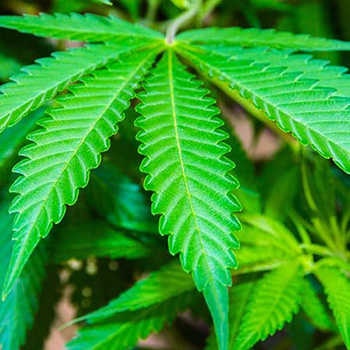 Marijuana And Hemp Plants