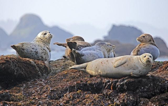 seals resting rock ocean