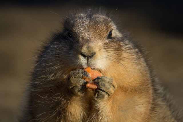 animal eating carrot