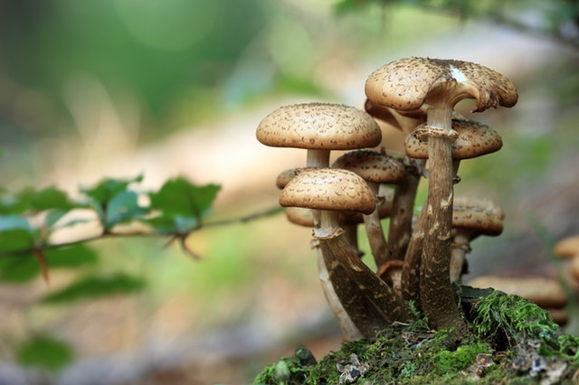 mushrooms-opienki-forest-litter-45205